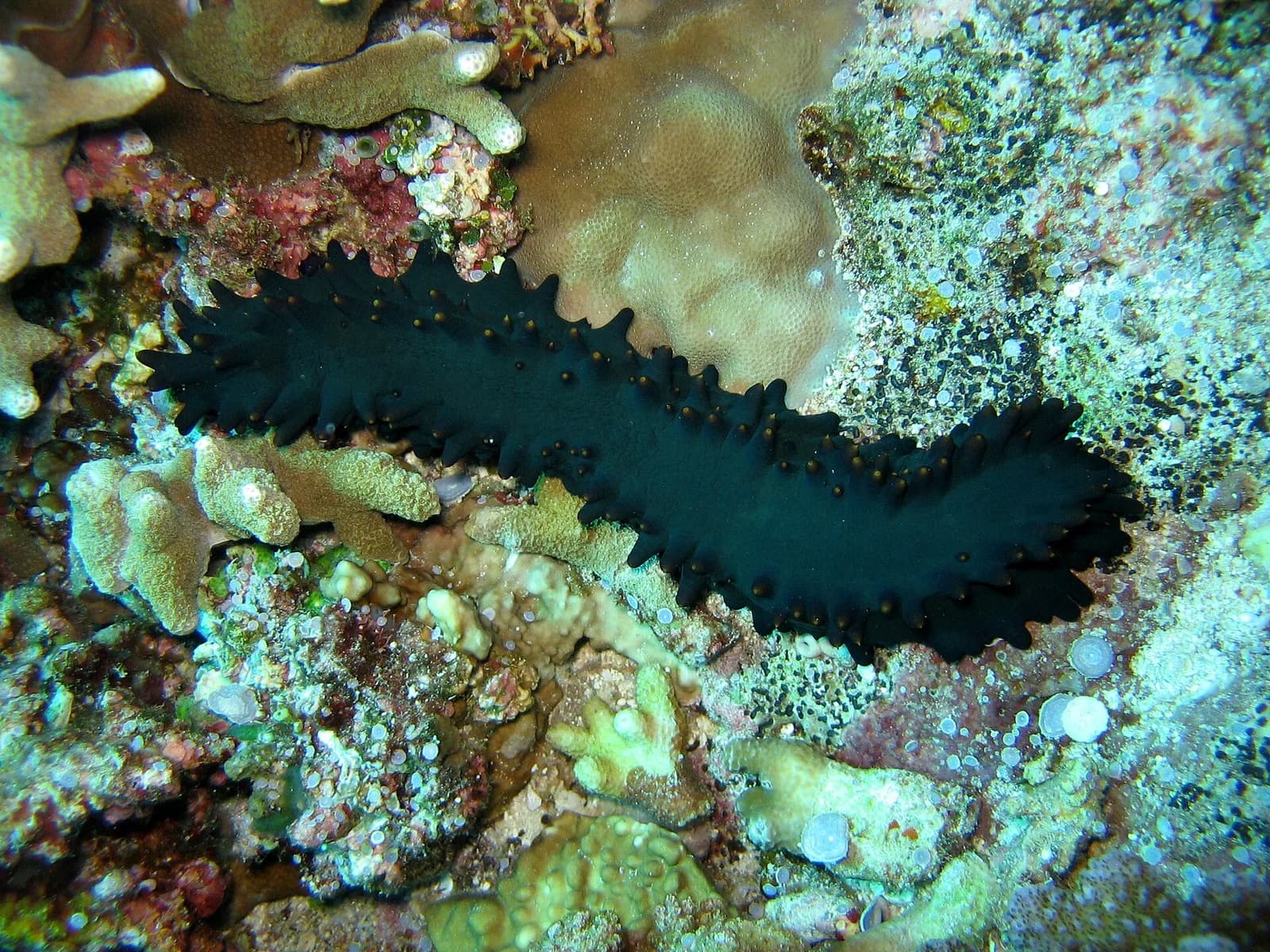 Apo Reef: Diving the Second-Largest Contiguous Reef in the World (Off Mindoro)