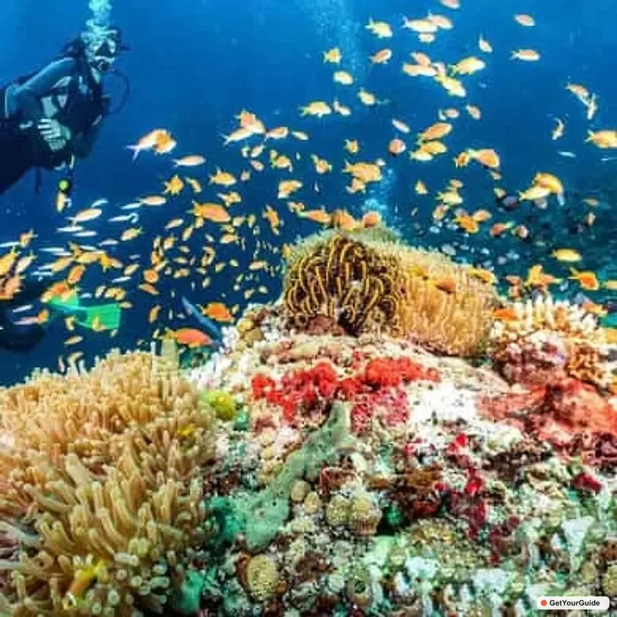 Bohol Discover Scuba Diving - No Experience Needed