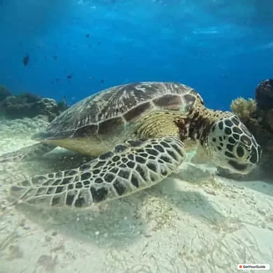 Bohol Panglao Dolphin Watching, Turtle Swim and Party Boat