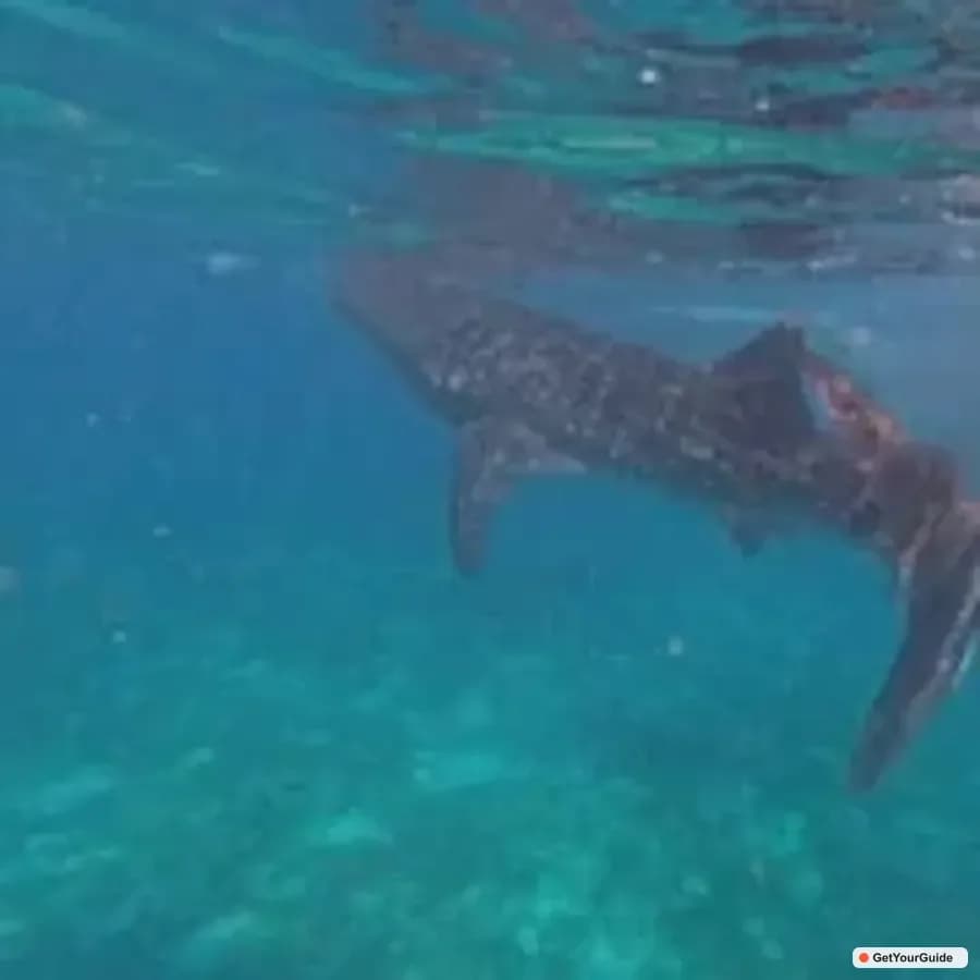 Bohol Whale Shark Snorkeling Experience - Guide