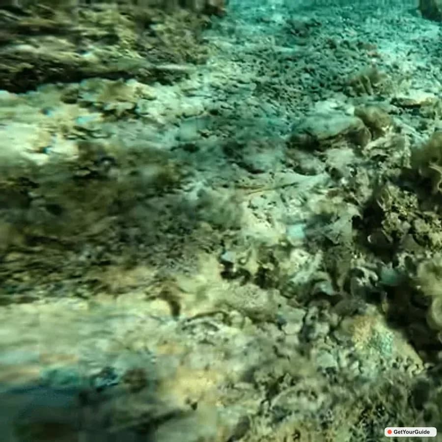 Cebu Oslob Whale Shark and Moalboal Snorkeling Adventure - Guide
