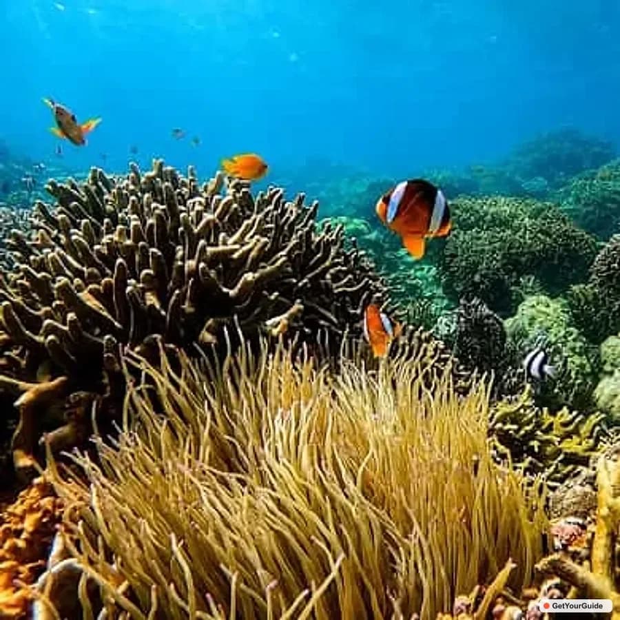 Cebu Pescador Island Snorkeling & Sardine Run