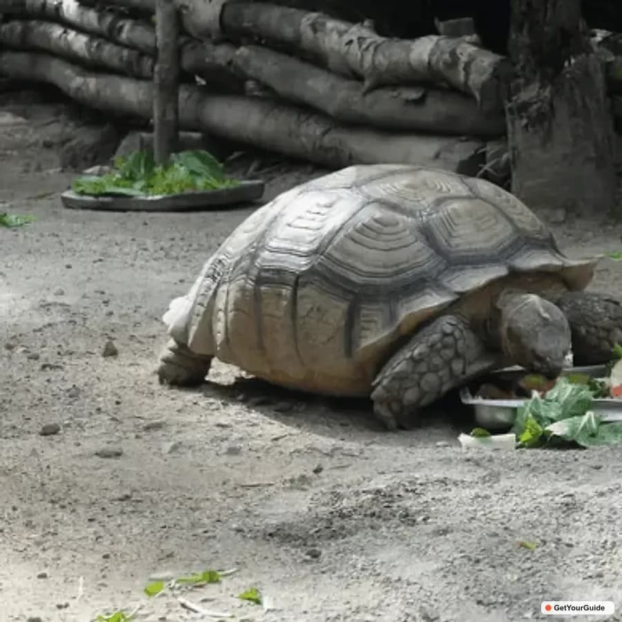 Cebu Safari Experience: Wildlife Up Close