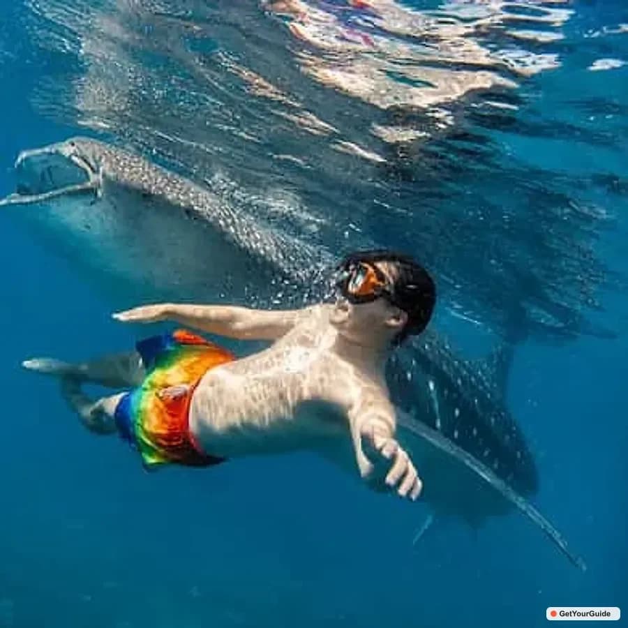 Cebu Whale Sharks, Sumilon & Pescador Island Tour