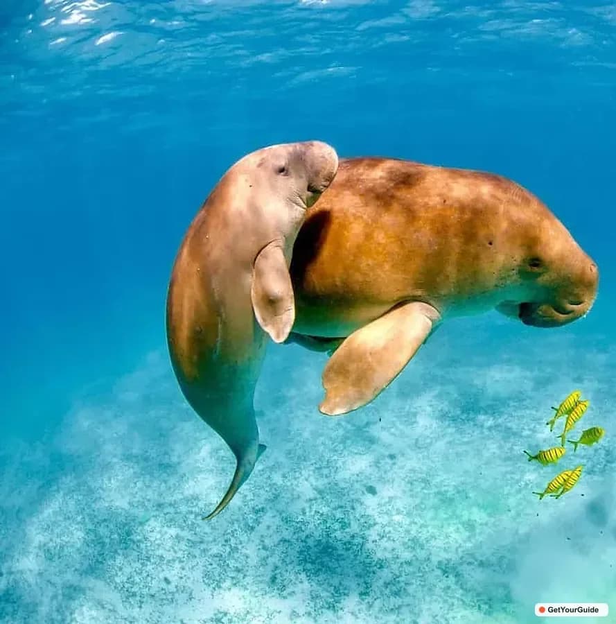 Coron Dugong Watching with Sea Turtle and Coral Garden