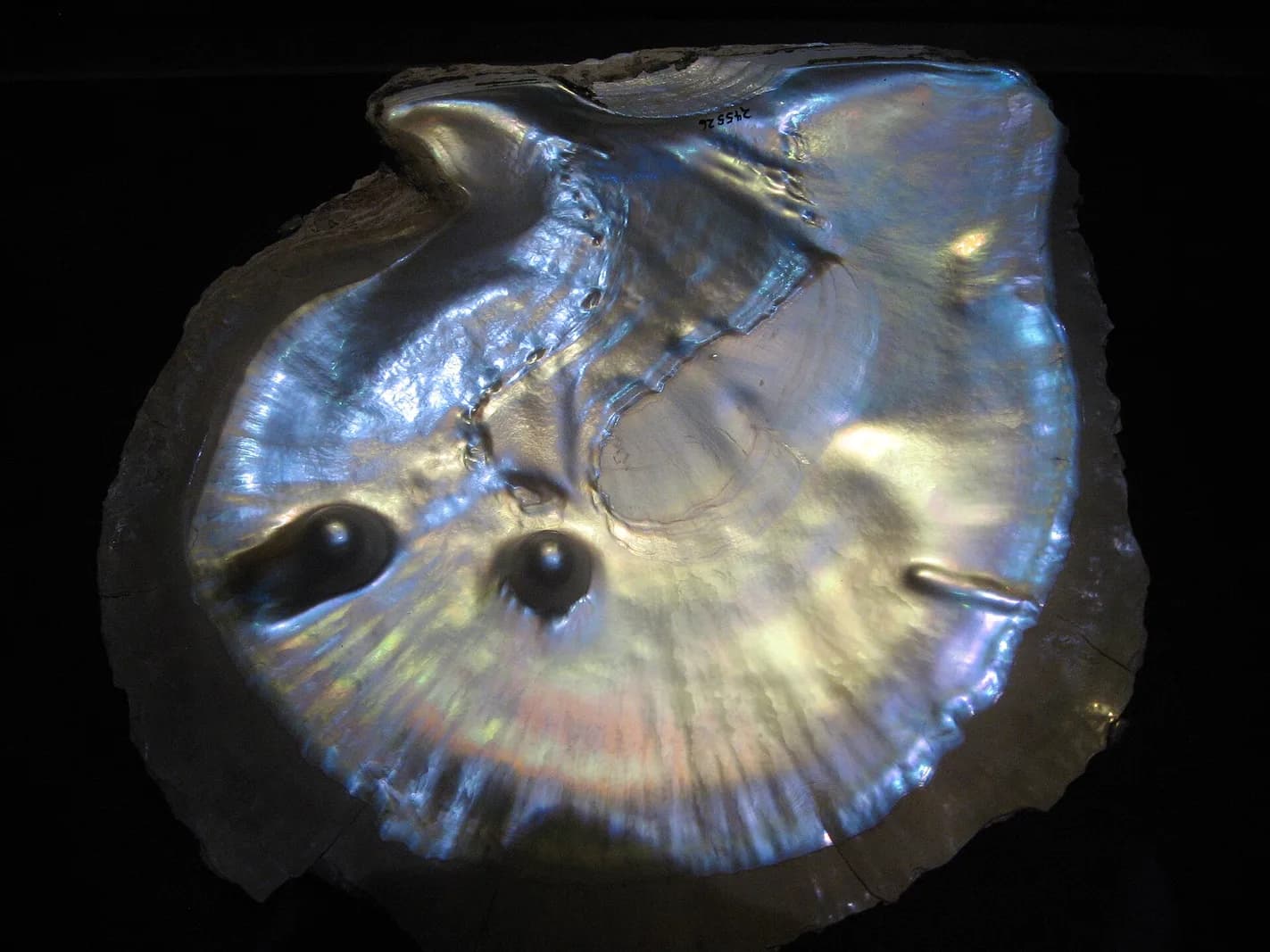 Coron Pearl Museum and Pearl Harvesting Experience - Guide