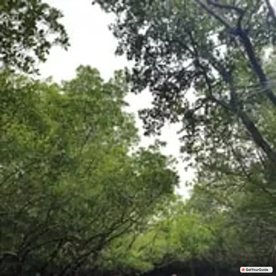 Bohol Mangrove Kayaking from Tagbilaran / Panglao
