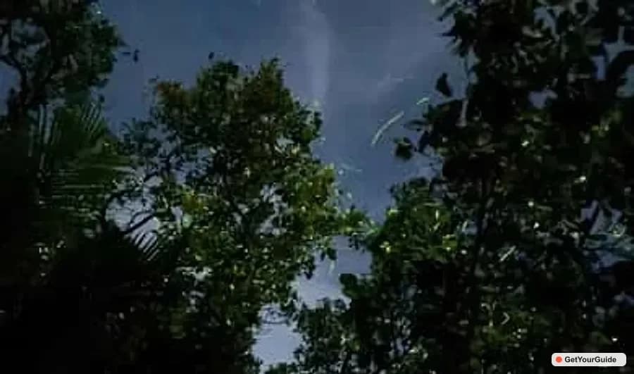 Dauis Firefly Watching River Cruise with Transfers