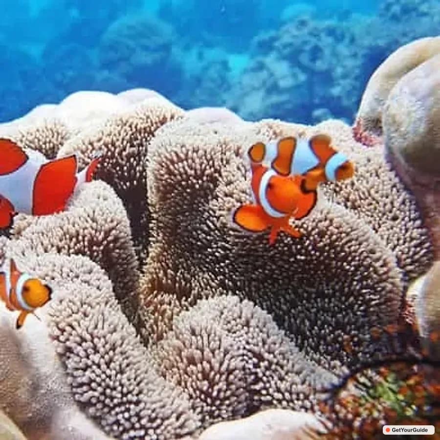 Discover Scuba Diving in Boracay
