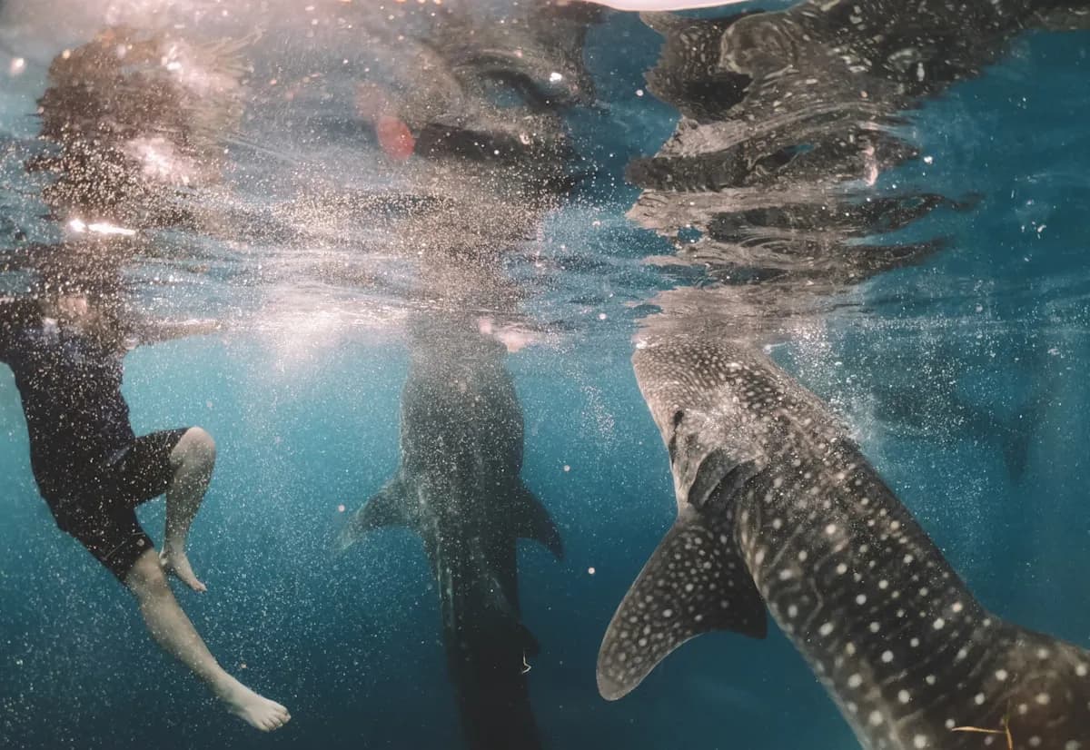 Oslob Whale Shark Encounter