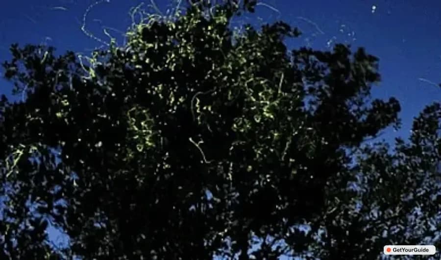 Iwahig Firefly Watching Tour, Puerto Princesa - Guide