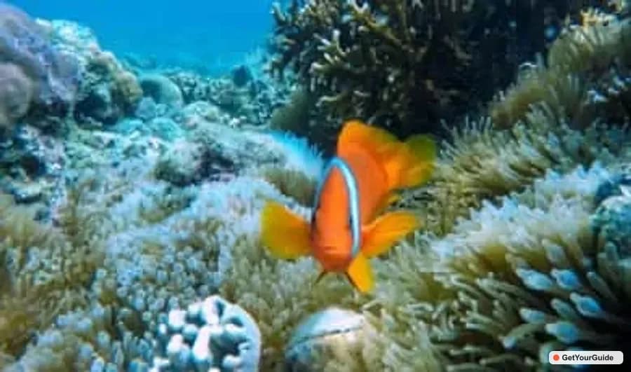Malapascua Island Hopping Tour