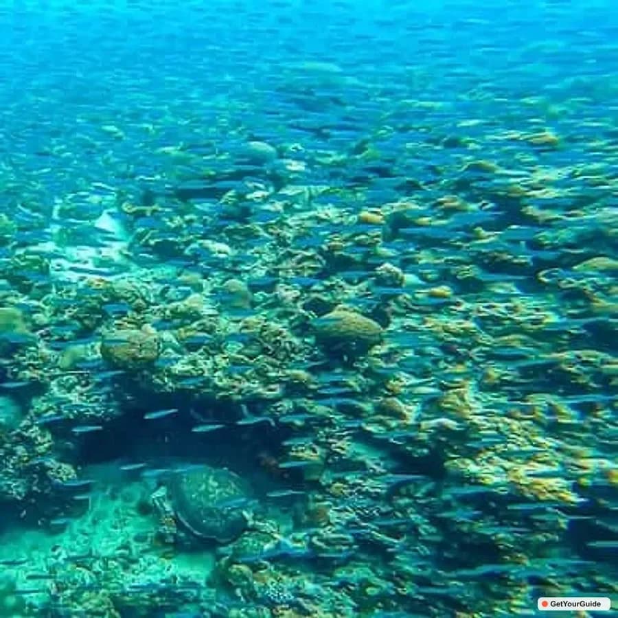 Moalboal Day Tour: Dolphin Chasing and Snorkeling Adventure - Guide