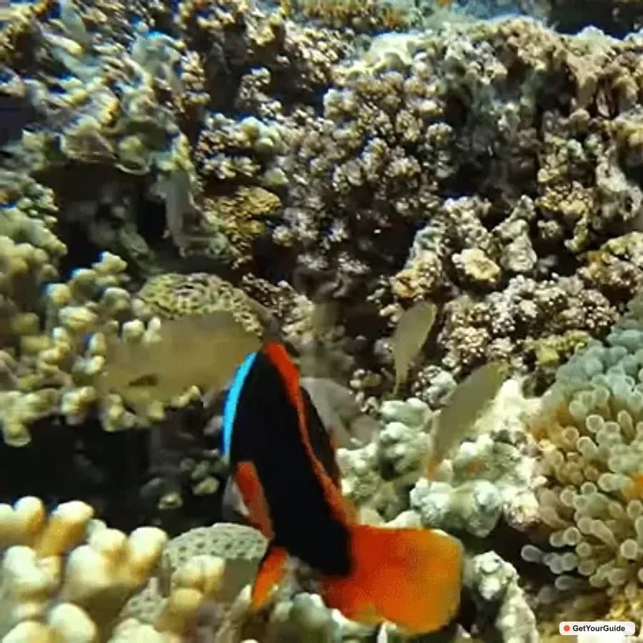 Moalboal Island Hopping: Pescador, Sardine Run and Turtles