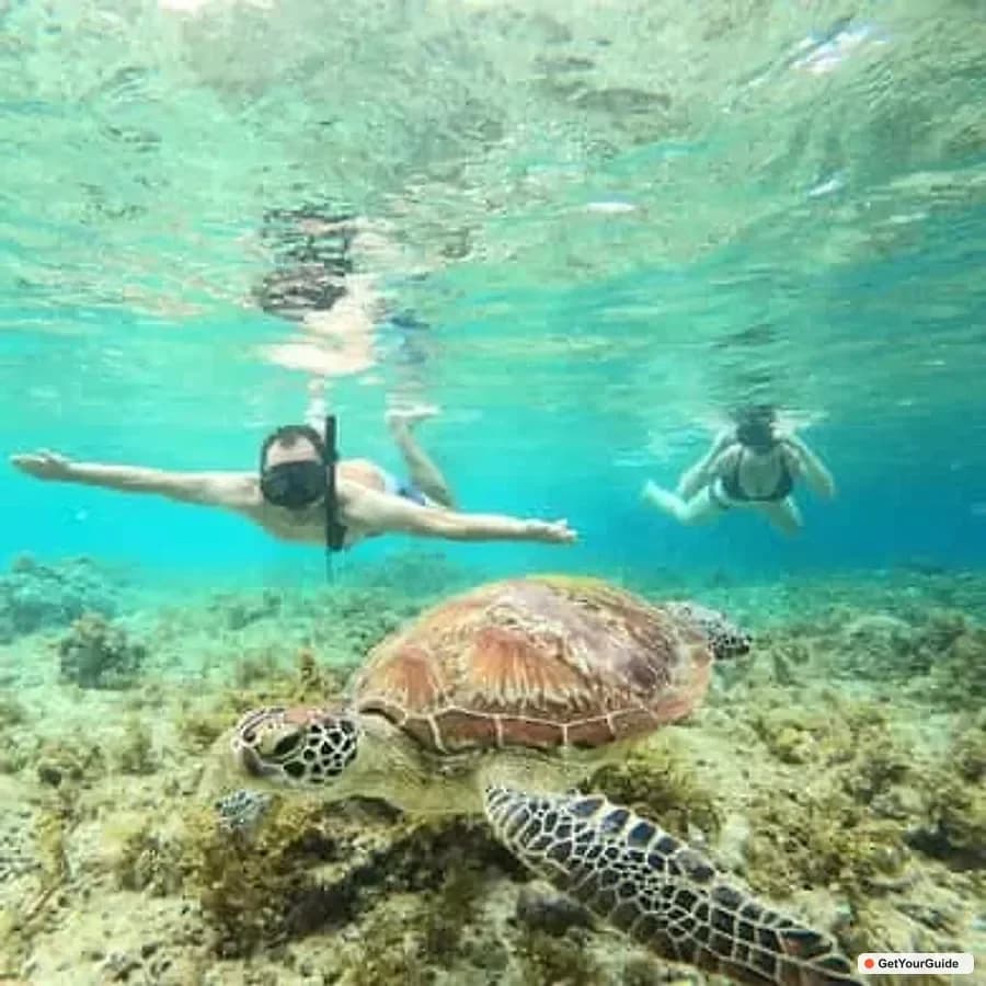 Moalboal Sardines Run Snorkel & Kawasan Canyoneering