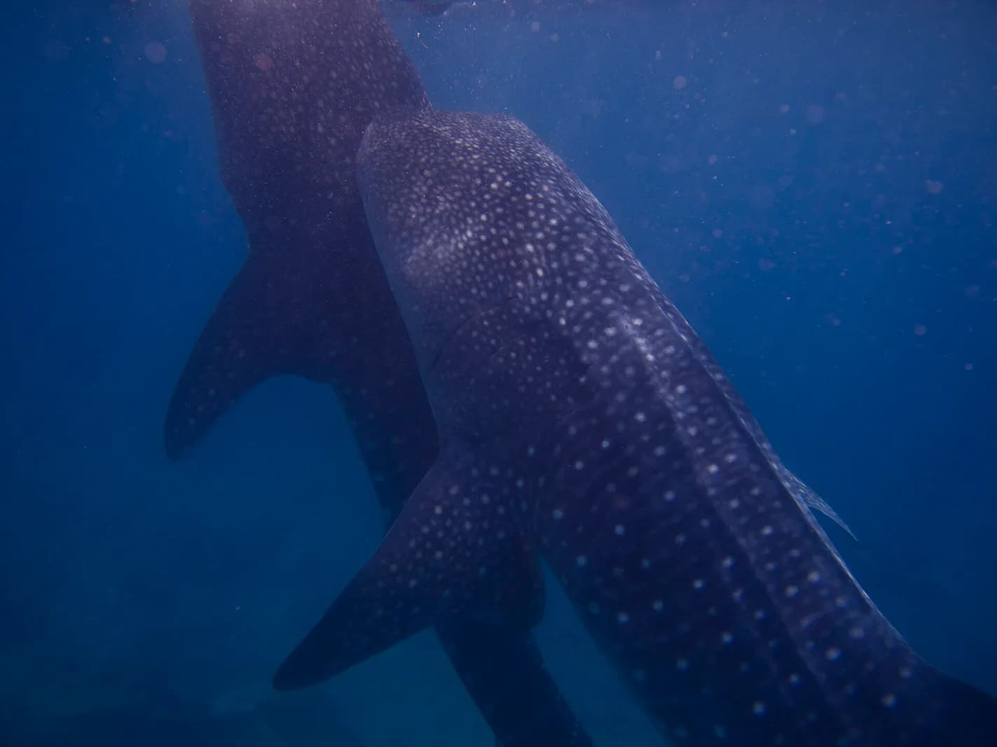 Oslob Whale Shark Watching from Dalaguete