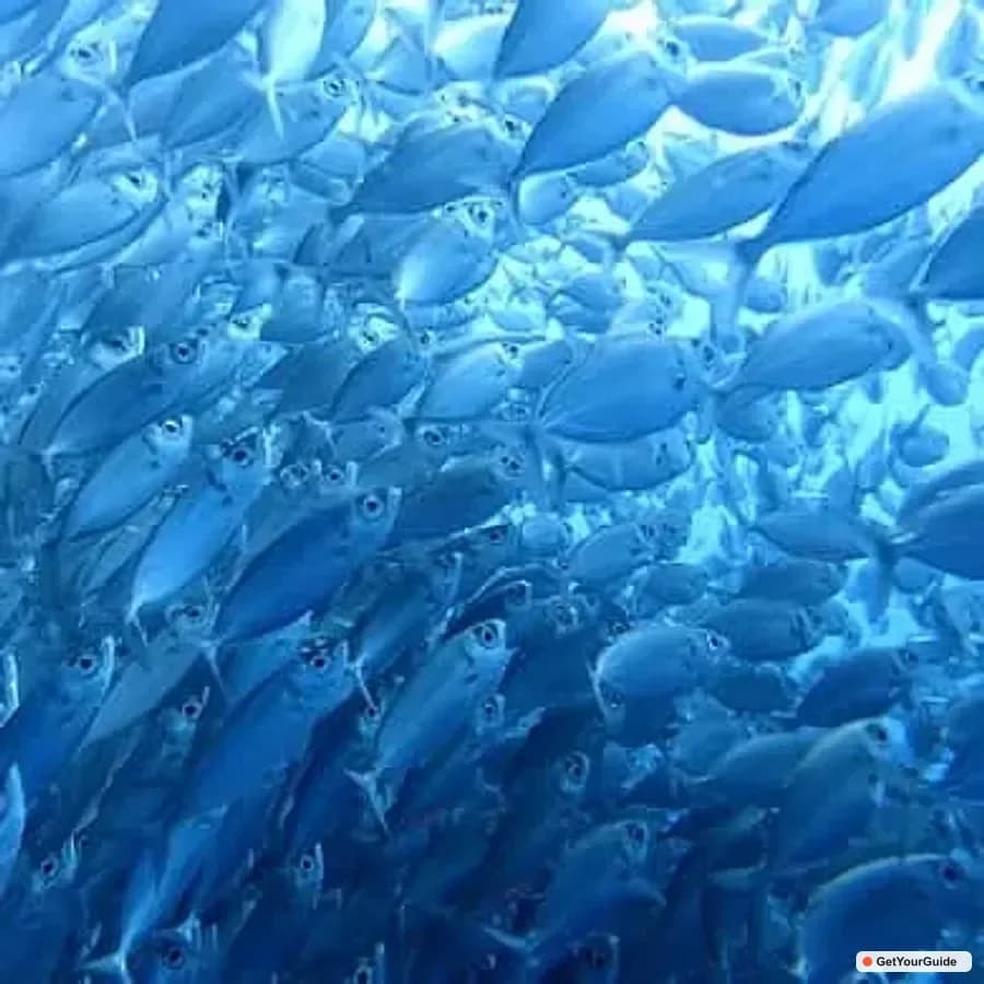 Oslob Whale Sharks, Moalboal Sardine Run and Turtles Tour