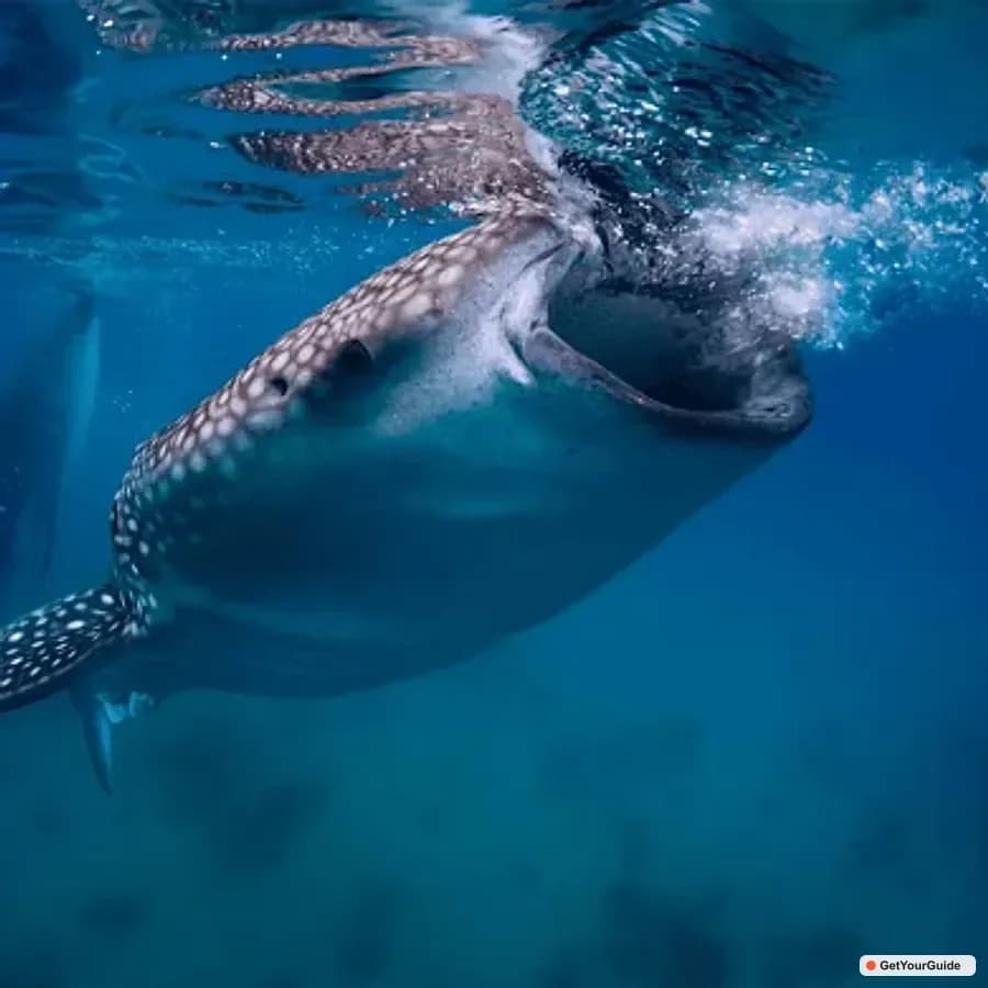 Oslob Whale Sharks, Monkey Sanctuary & Moalboal Sardines