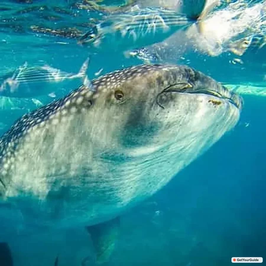 Oslob Whale Sharks Swimming & Kawasan Canyoneering