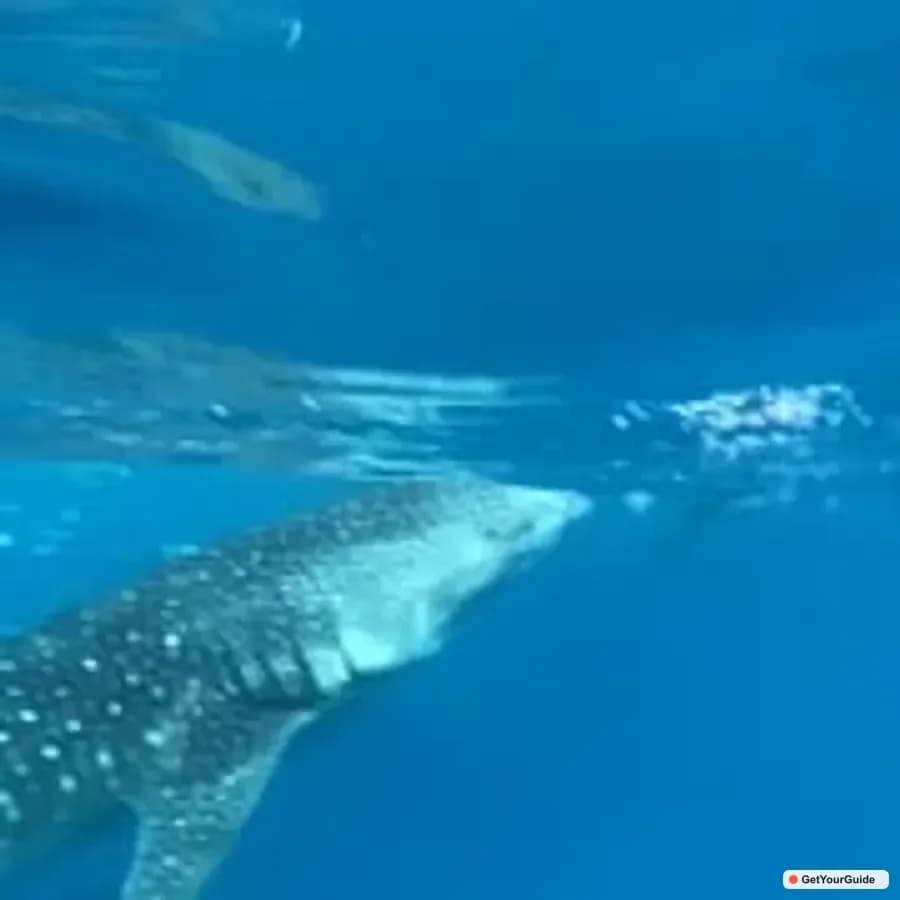 Oslob Whaleshark & Sardines Run Snorkeling Day Tour