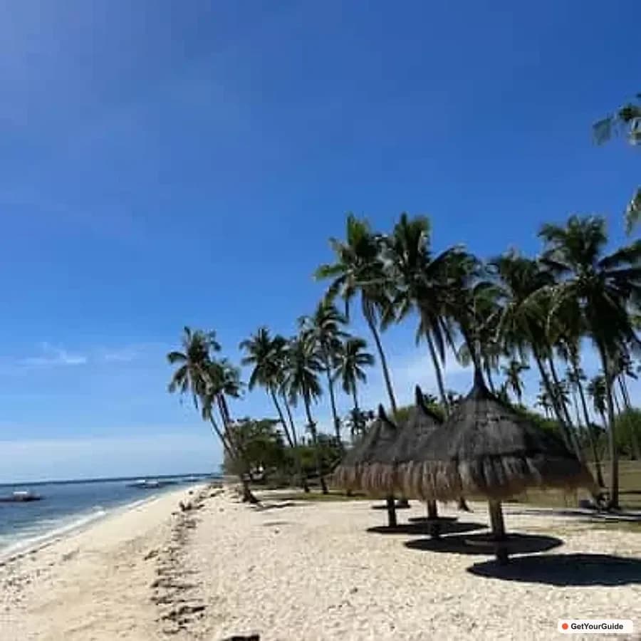 Pamilacan Island Dolphins, Snorkel, Lunch and Walking Tour