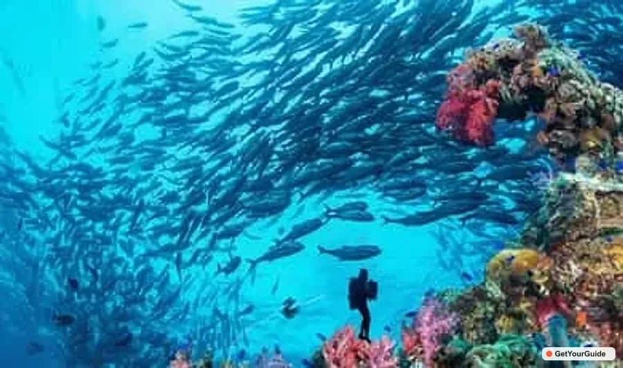 Panglao Balicasag Island Fun Dive - Guide