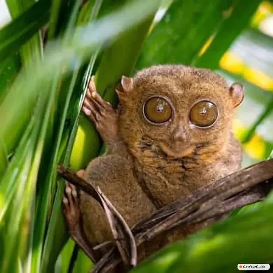 Panglao Budget Chocolate Hills & Tarsiers Backpacker Special