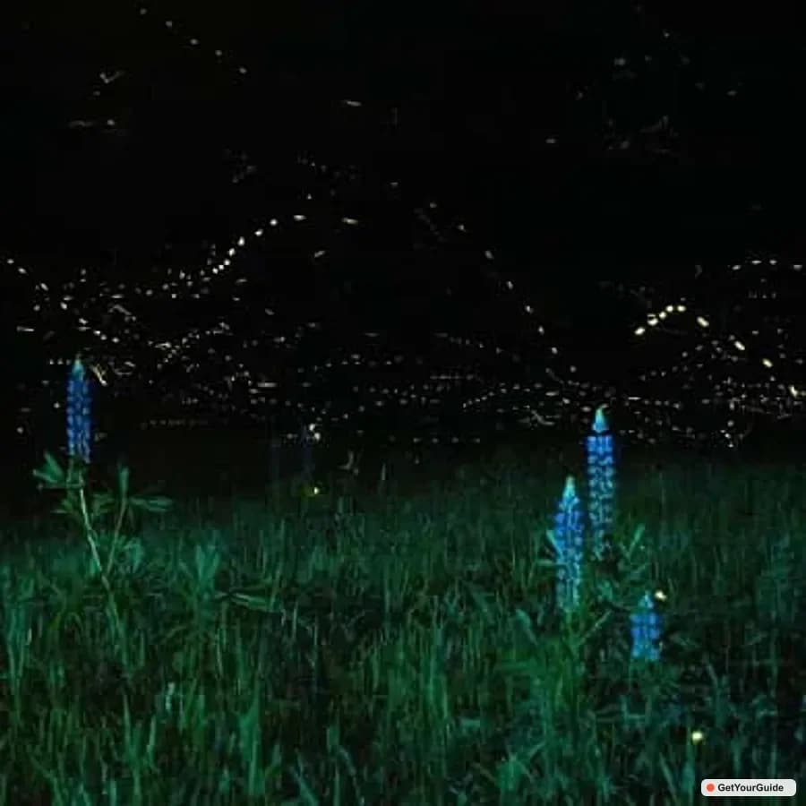 Puerto Princesa Firefly Watching Bay Cruise with Dinner - Guide