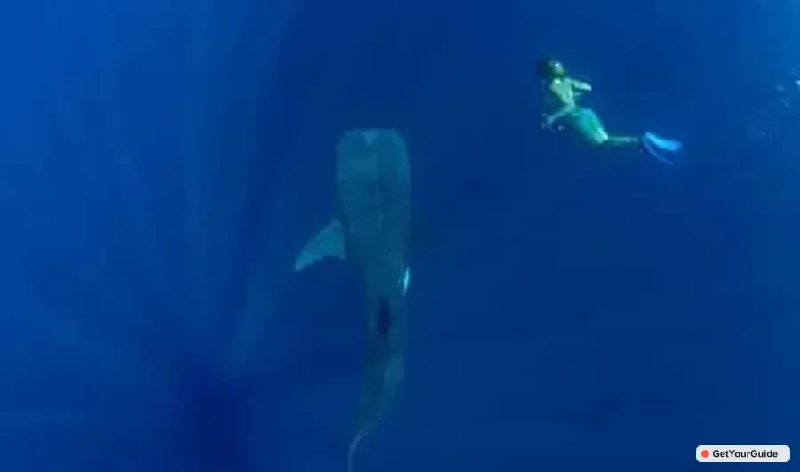 Swim with Whale Sharks Boat Cruise