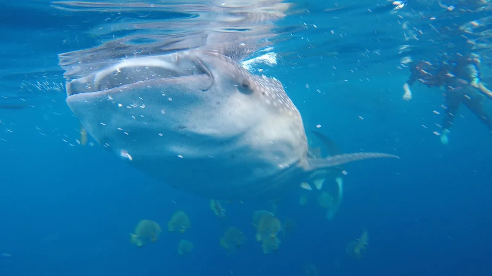 Oslob, Donsol or Southern Leyte: Where to Swim With Whale Sharks and What Each One Costs Them