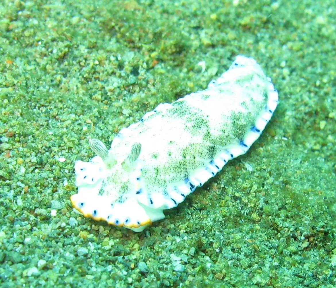 Anilao or Puerto Galera: Which Batangas-Side Dive Base Actually Suits You