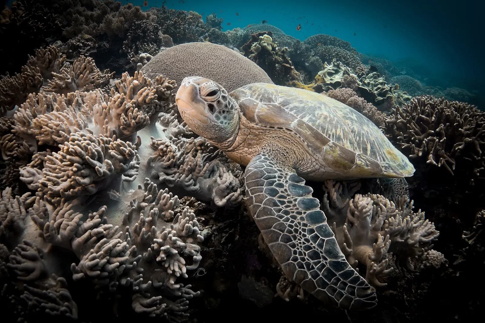 Apo Island's Sanctuary Rules: Why the Guide Is Mandatory and the Turtles Are Not Tame