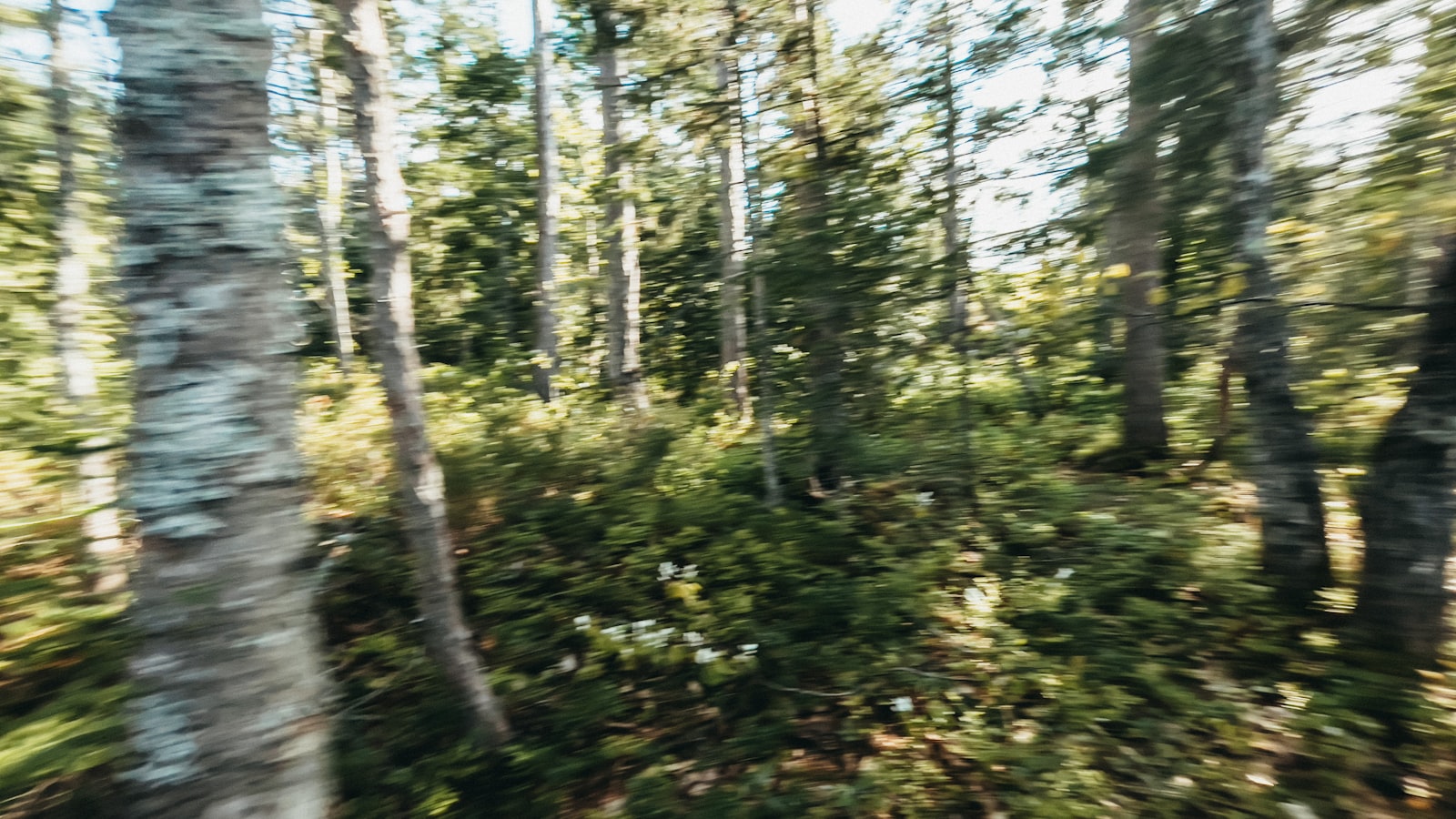 Birch Run (MI) Travel Guide 2026: Best Times, Attractions & Food