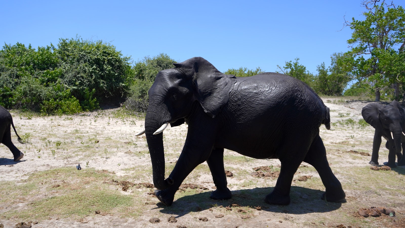 Chobe Travel Guide 2026: Best Time, Attractions, Food & Hotels
