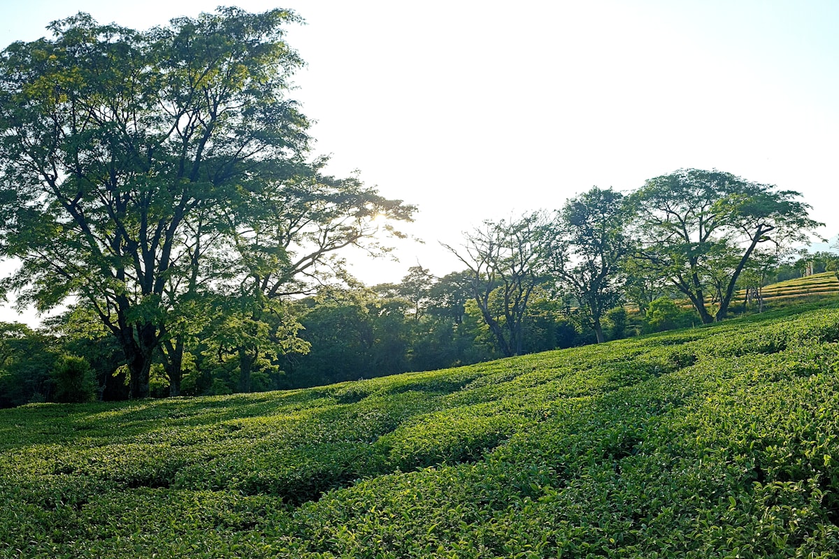 Palampur tea garden