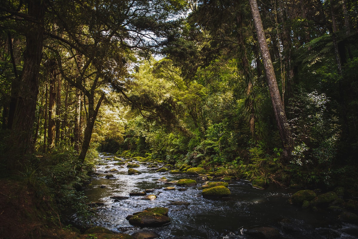 Owaka river trail