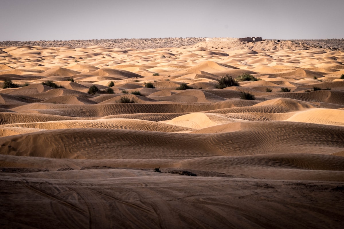 Ksar Ghilane oasis view