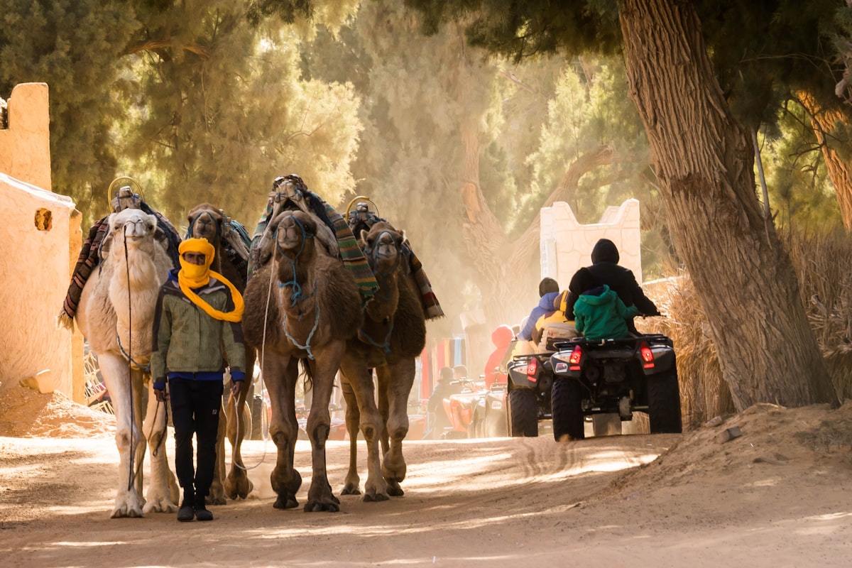 camel caravan at sunset