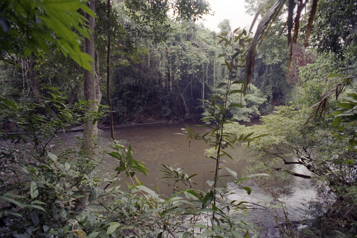 Kuala Tahan river kayaking