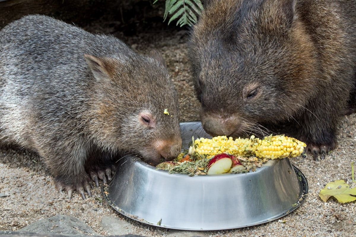 traditional food from Australia