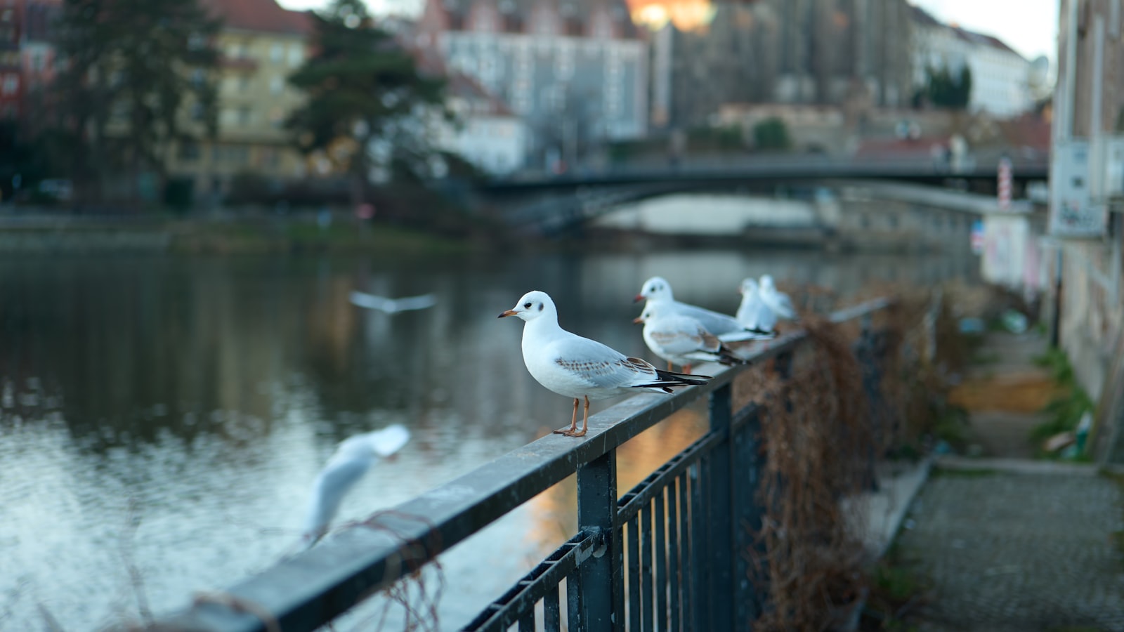 Gorlitz Travel Guide 2026: Best Time, Attractions, Food & Stay