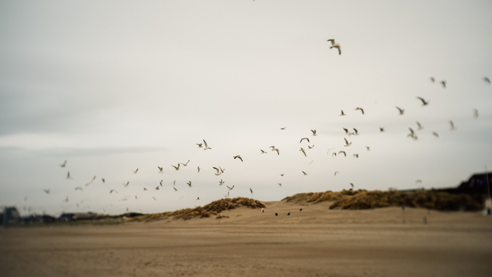 Koksijde Travel Guide 2026: Best Time, Attractions & Food