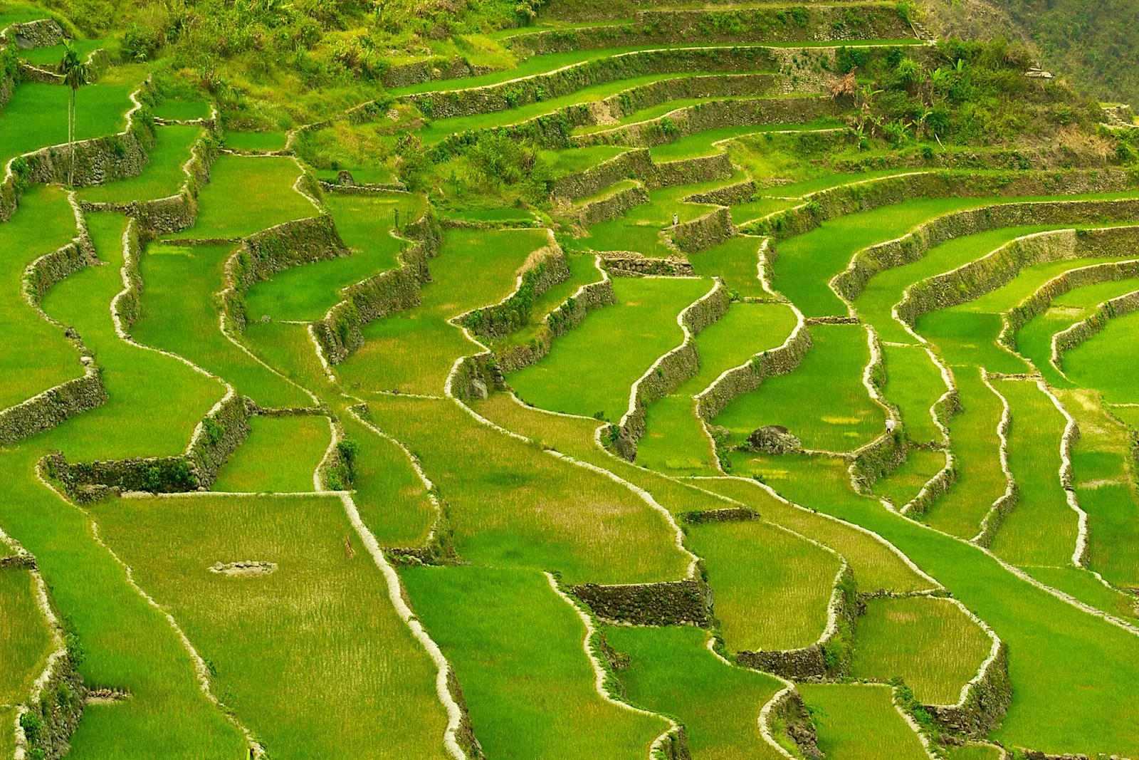Batad Rice Terraces Amphitheater, Philippines