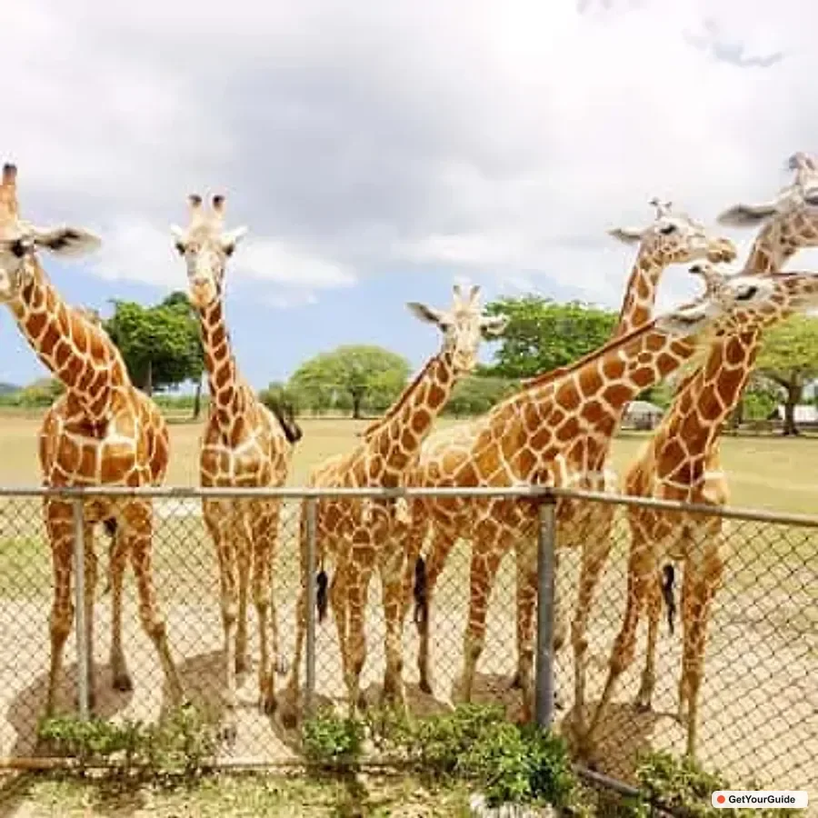Coron Black Island & Calauit Private Safari Tour