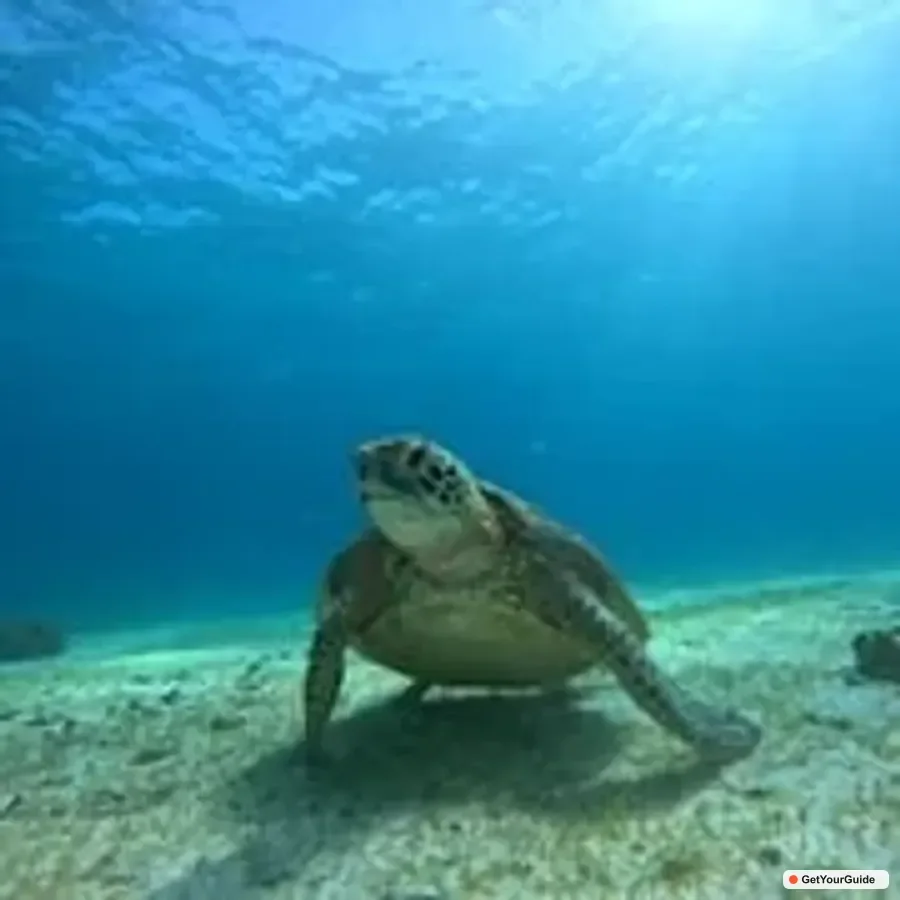 Dolphin Watching, Turtle Swim and Party Boat