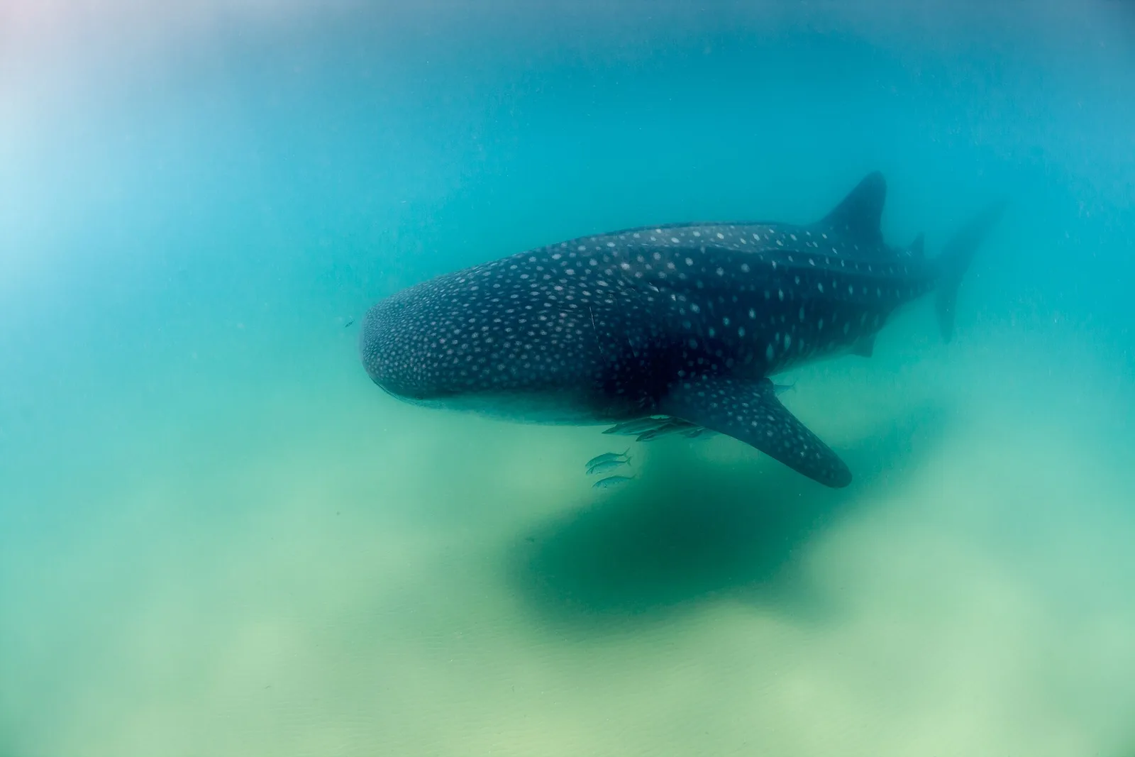 Snorkelers observing a whale shark from the surface at Bohol's southern coast encounter site