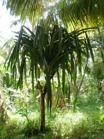 Bulusan Lake Rainforest Sorsogon, Philippines