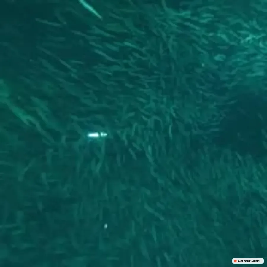 OslobCebu Oslob Whaleshark, Moalboal Sardines Run&Inambakan Falls