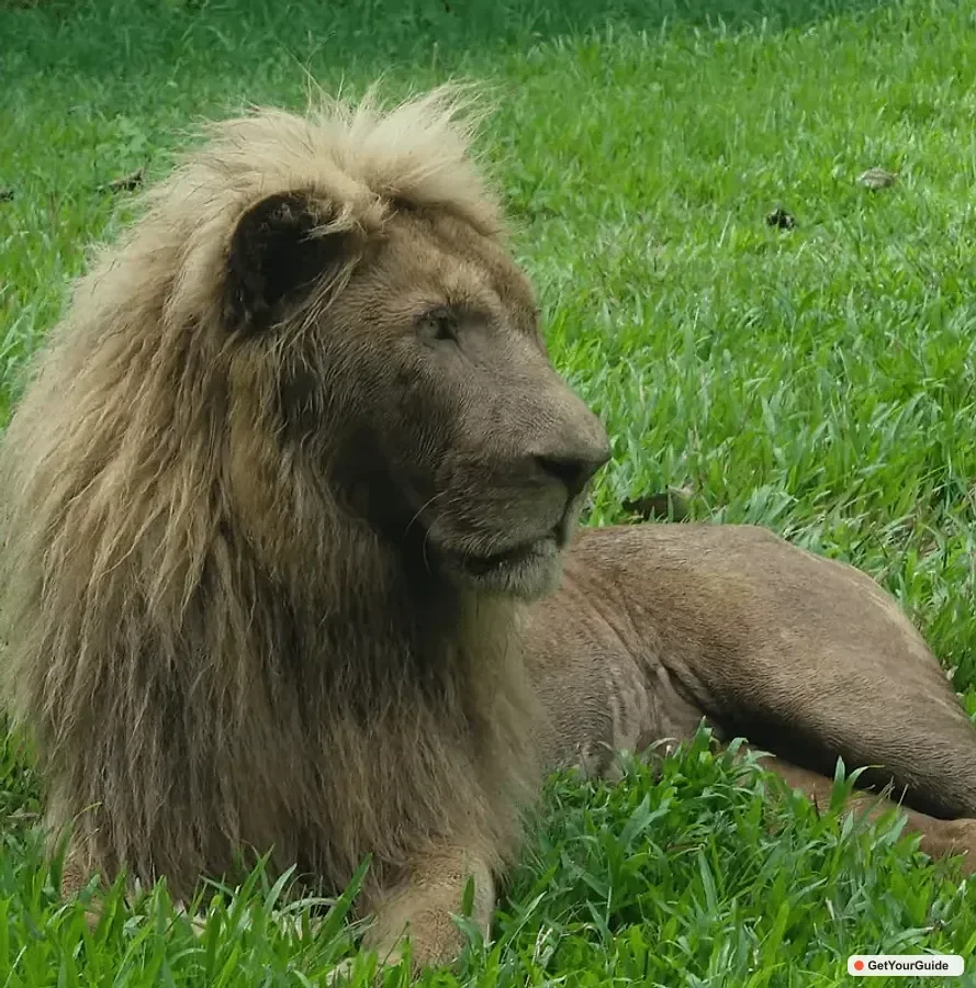 Safari: Experience Wildlife Up Close
