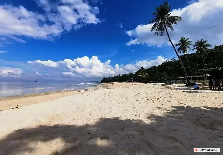 Cebu Sardines, Sea Turtles and Kawasan Falls Tour